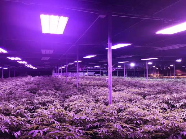 旧金山大麻种植园
