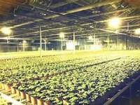 LED植物灯为什么需要散热