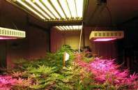 LED植物灯光质、光谱对室内作物生长的作用
