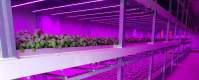 LED植物灯在水培栽培中的应用