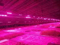 LED植物灯光质对组培苗各方面的影响