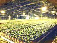 LED植物灯提升大麻产量的4种方法