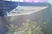 YH533388银河厂家告诉你LED植物生长灯的优缺点