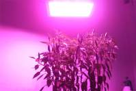 全光谱800wLED植物灯对植物光合作用的影响分析