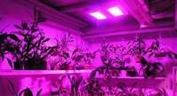 LED植物灯---把植物从室外种植到室内