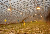 如何用LED植物灯种植大麻？