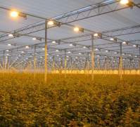 LED植物灯如何让樱桃变得又大又红