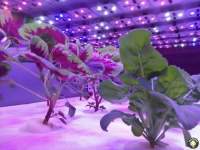 LED植物灯用于植物补光功率越大越好吗？