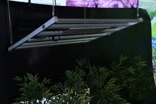 led植物灯解释西瓜为什么这么甜