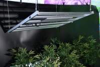 LED植物灯如何养活你的室内植物