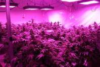 不同比例光谱的LED植物灯对植物芽苗生长的影响