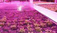 LED植物灯大棚种植需要注意的各方面问题
