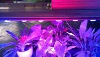 如何提高LED植物灯室内种植的使用效率
