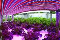 LED植物灯给大棚种植带来新的机遇