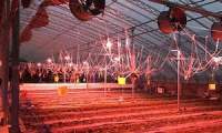 LED植物灯给植物补光什么时候极好?