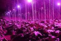 LED植物灯可以通过哪些方式发挥最大作用？