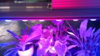 LED植物灯在温室中种植工业大麻