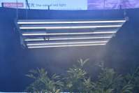 大麻种植怎么选择植物灯补光