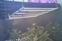 适合给工业大麻补光的led植物补光灯及发展前景