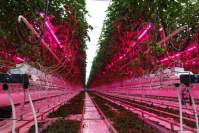 工业大麻的广泛应用让LED植物灯市场快速推进