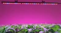 大棚种植光线不足怎么办？LED植物灯为您解决