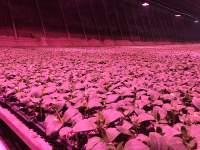 LED植物生长灯有什么作用？特点是什么？