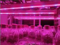 YH533388银河led植物生长灯的好处