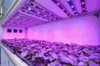 如何最大限度发挥LED植物灯的优势？