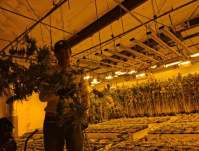 LED植物灯红光蓝光配比多少合适？
