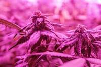 关于LED植物灯，如何使用才能得到最好的效果?